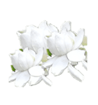 Flower2  クチナシ（個別スタンプ：5）