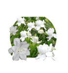 Flower2  クチナシ（個別スタンプ：6）