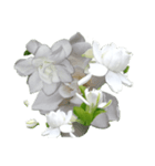 Flower2  クチナシ（個別スタンプ：7）