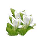 Flower2  クチナシ（個別スタンプ：8）