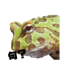 ツノガエル フロン Cranwell's horned frog（個別スタンプ：1）