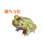 ツノガエル フロン Cranwell's horned frog（個別スタンプ：2）
