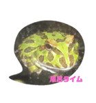 ツノガエル フロン Cranwell's horned frog（個別スタンプ：3）
