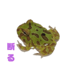 ツノガエル フロン Cranwell's horned frog（個別スタンプ：4）