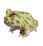 ツノガエル フロン Cranwell's horned frog（個別スタンプ：5）