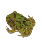 ツノガエル フロン Cranwell's horned frog（個別スタンプ：6）