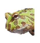 ツノガエル フロン Cranwell's horned frog（個別スタンプ：7）