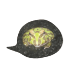 ツノガエル フロン Cranwell's horned frog（個別スタンプ：8）