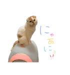 ぶぅ その1（個別スタンプ：1）