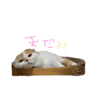 ぶぅ その1（個別スタンプ：4）