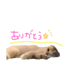 ぶぅ その1（個別スタンプ：13）