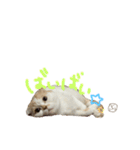 ぶぅ その1（個別スタンプ：15）