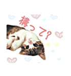 ゆるゆるチェロ＆セバス（個別スタンプ：4）