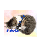 ゆるゆるチェロ＆セバス（個別スタンプ：6）