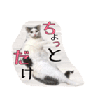 ゆるゆるチェロ＆セバス（個別スタンプ：8）