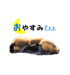 トイプードルのしらす（個別スタンプ：4）