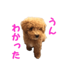 トイプードルのしらす（個別スタンプ：8）