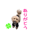 トイプードルのしらす（個別スタンプ：14）