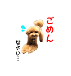 トイプードルのしらす（個別スタンプ：16）