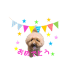 トイプードルのしらす（個別スタンプ：19）