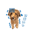 トイプードルのしらす（個別スタンプ：27）