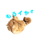 トイプードルのしらす（個別スタンプ：29）