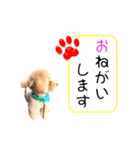 トイプードルのしらす（個別スタンプ：30）