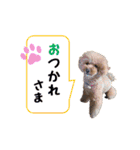 トイプードルのしらす（個別スタンプ：31）