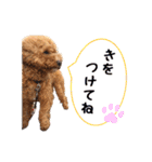 トイプードルのしらす（個別スタンプ：32）