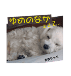 マルチーズのかおりっぺ 3（個別スタンプ：2）