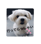 マルチーズのかおりっぺ 3（個別スタンプ：4）