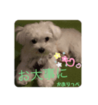 マルチーズのかおりっぺ 3（個別スタンプ：5）