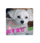 マルチーズのかおりっぺ 3（個別スタンプ：6）
