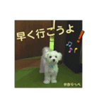 マルチーズのかおりっぺ 3（個別スタンプ：7）