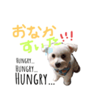 我が家のアイドル(MIX)（個別スタンプ：4）