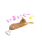 我が家のアイドル(MIX)（個別スタンプ：5）