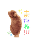 我が家のアイドル(MIX)（個別スタンプ：6）