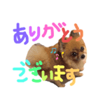 我が家のアイドル(MIX)（個別スタンプ：7）
