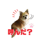 モモ②（個別スタンプ：4）