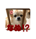 モモ②（個別スタンプ：6）