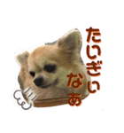 モモ②（個別スタンプ：8）