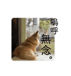 モモ②（個別スタンプ：10）