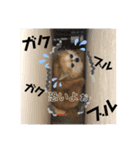 モモ②（個別スタンプ：14）