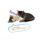 ニャンニャンズ（個別スタンプ：1）