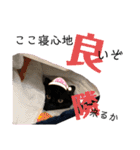 ニャンニャンズ（個別スタンプ：7）