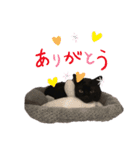 ニャンニャンズ（個別スタンプ：15）
