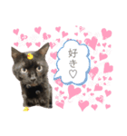 ニャンニャンズ（個別スタンプ：19）