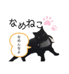 ニャンニャンズ（個別スタンプ：24）