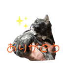 ♥︎MERU♥︎（個別スタンプ：11）