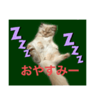 我が家のチョコたん ver1.0（個別スタンプ：2）